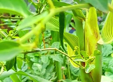 somalia/middle-shabelle/restaurant/gambole