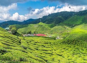 malaysia/cameron-highlands/restaurant/cameron-valley-tea-house-2