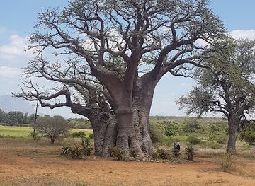 south-africa/blyde-river-canyon-nature-reserve/restaurant/the-baobab-restaurant