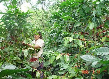 nicaragua/segovias/restaurant/cafe-premium-segovia