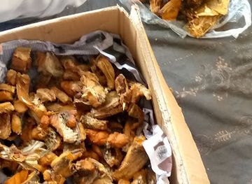 afghanistan/samangan/restaurant/konaklama-tesisi