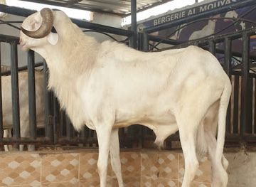 senegal/kaolack/restaurant/restaurant-sun-saloum