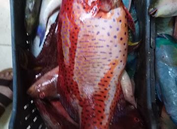 egypt/marsa-alam/restaurant/asmak-awlad-abdul-rahim