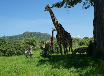 tanzania/ruaha-national-park/restaurant/ruaha-national-park