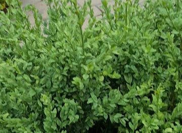 kosovo/white-drin-waterfall/restaurant/restaurant-pisha