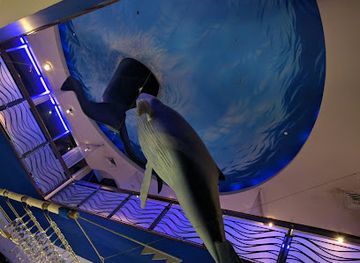 guam/fai-fai-beach/restaurant/tail-of-the-whale-bar-grille