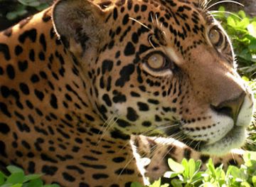 ecuador/amazon/restaurant/zoorefugio-tarqui