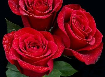 cameroon/garoua/restaurant/royal-family