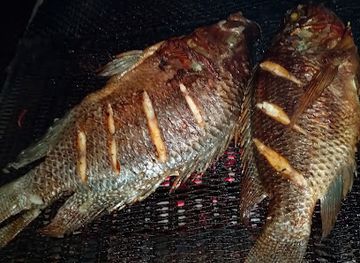 zimbabwe/kariba/restaurant/lake-harvest-shop-bar-and-grill