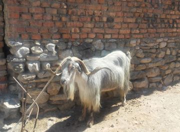 albania/dibra/restaurant/vranici-s-restaurant