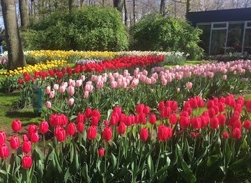 netherlands/keukenhof-gardens/restaurant/blooming-dutch