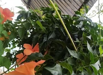 nepal/chitwan/restaurant/green-cottage-and-restaurants