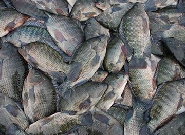 kenya/lake-victoria/restaurant/quality-fish-packers