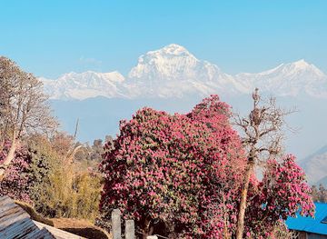 nepal/poon-hill/restaurant/mountain-view-lodge-n-restaurant