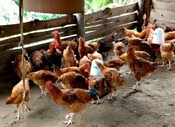 uganda/busoga/restaurant/texus-restaurant