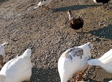 burundi/muyinga/restaurant/2e-avenue-nyamugari