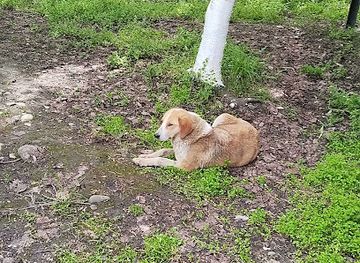 azerbaijan/quba/restaurant/balbulaq