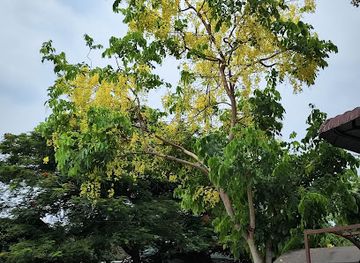 myanmar-burma/kachin-state/restaurant/myitkyina