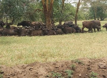 kenya/mount-elgon-national-park/restaurant/thai-chi-restaurant