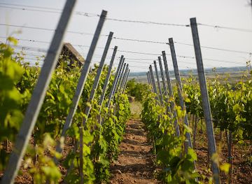 hungary/tokaj-wine-region/restaurant/gizella-pince