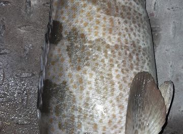 bangladesh/rangpur/restaurant/a-to-z-restaurants