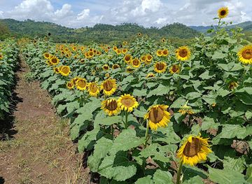 honduras/copan-region/restaurant/el-paseo-de-los-girasoles