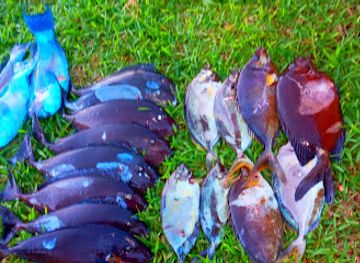 new-caledonia/loyalty-islands-province/restaurant/chez-francky-table-d-hotes