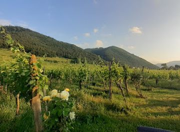 austria/wachau-valley/restaurant/heuriger-fischer-wein-und-obstbau