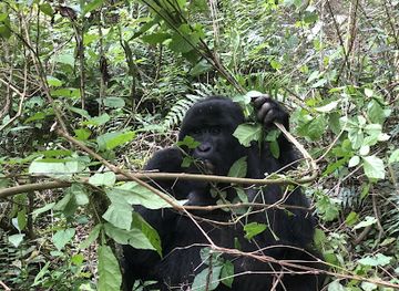 uganda/bwindi-impenetrable-national-park/restaurant/gorilla-organic-coffee