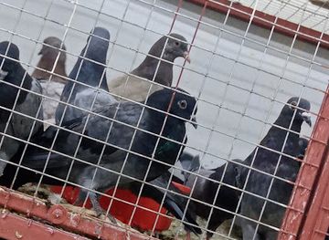 qatar/al-shamal/restaurant/best-fresh-chicken