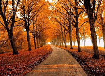 afghanistan/mazar-i-sharif/restaurant/blooms-by-lee