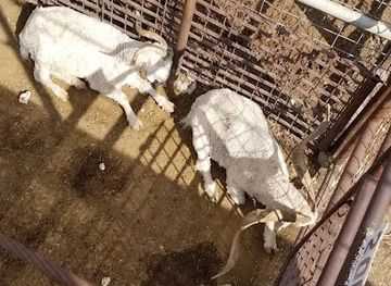 texas/san-angelo/restaurant/stockman-s-restaurant