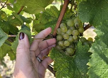 KIN Vineyards
