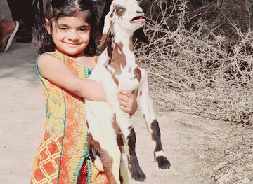 pakistan/southern-punjab/restaurant/cafe-rajanpur