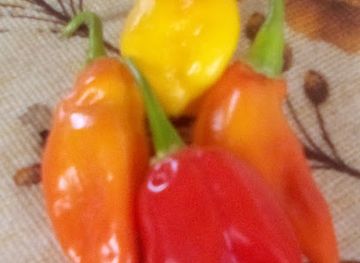 grenada/saint-patrick/restaurant/caliph-six