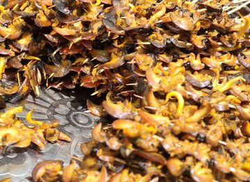 cameroon/buea/restaurant/slow-boyz-hq-hotgrill-restaurant-bar