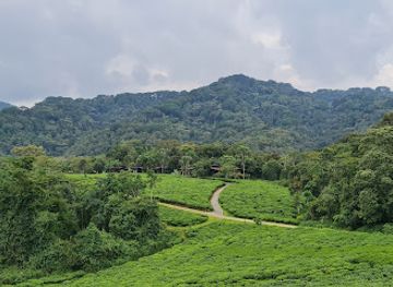 rwanda/nyungwe-forest-national-park/restaurant/nyungwe-national-park-reception