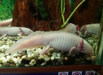 kazakhstan/kostanay/restaurant/banket-hoyle