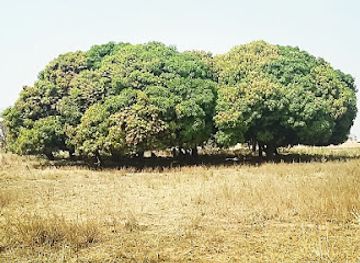 ghana/tamale/restaurant/large-tree-shop24