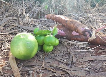 burkina-faso/boulsa/restaurant/boulbi