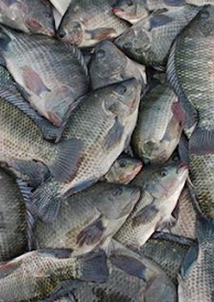 Quality Fish Packers