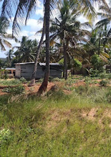 Manhala Rex