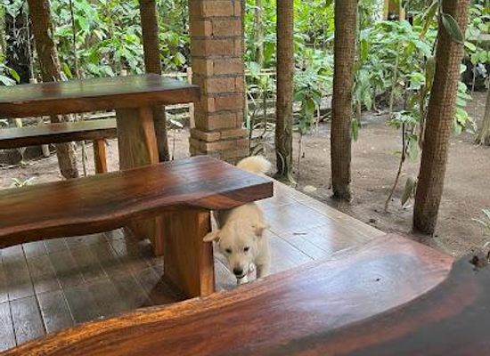 indonesia/bali/restaurant/ubud-me-sari-luwak-coffee