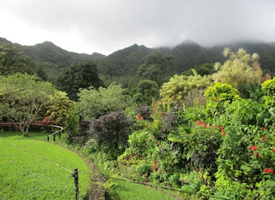 saint-vincent-and-the-grenadines/saint-george/restaurant/montreal-gardens