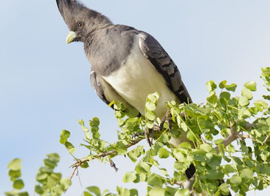 tanzania/tarangire-national-park/restaurant/tarangire-national-park