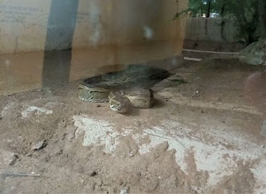 tanzania/mikumi-region/restaurant/genesis-snake-park-and-motel