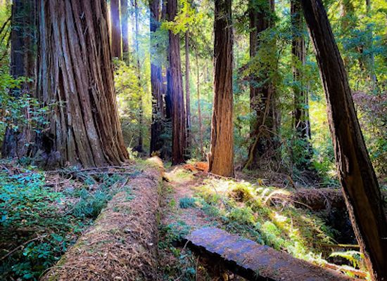 california/silicon-valley/restaurant/portola-redwoods-state-park