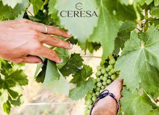 italy/verona/restaurant/cantina-ceresa