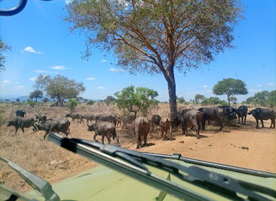 tanzania/mikumi-region/restaurant/tanzamerica-safaris-ltd