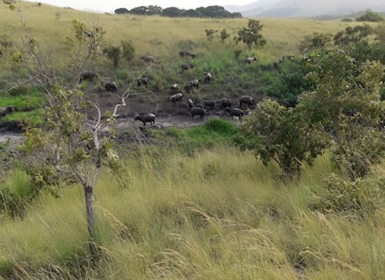 gabon/pongara-national-park/restaurant/restaurant-tsoumou